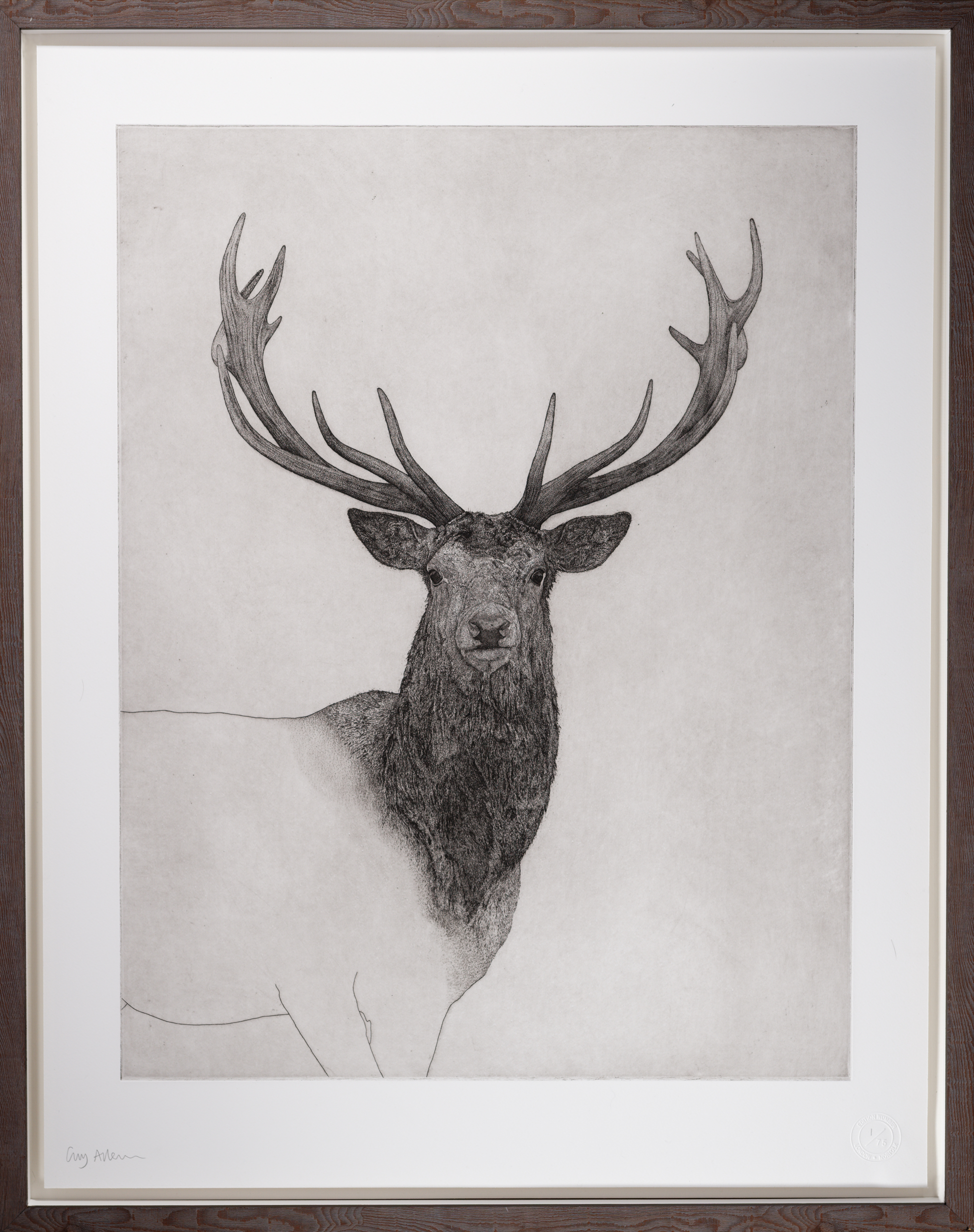 Guy Allen Stag Drawing