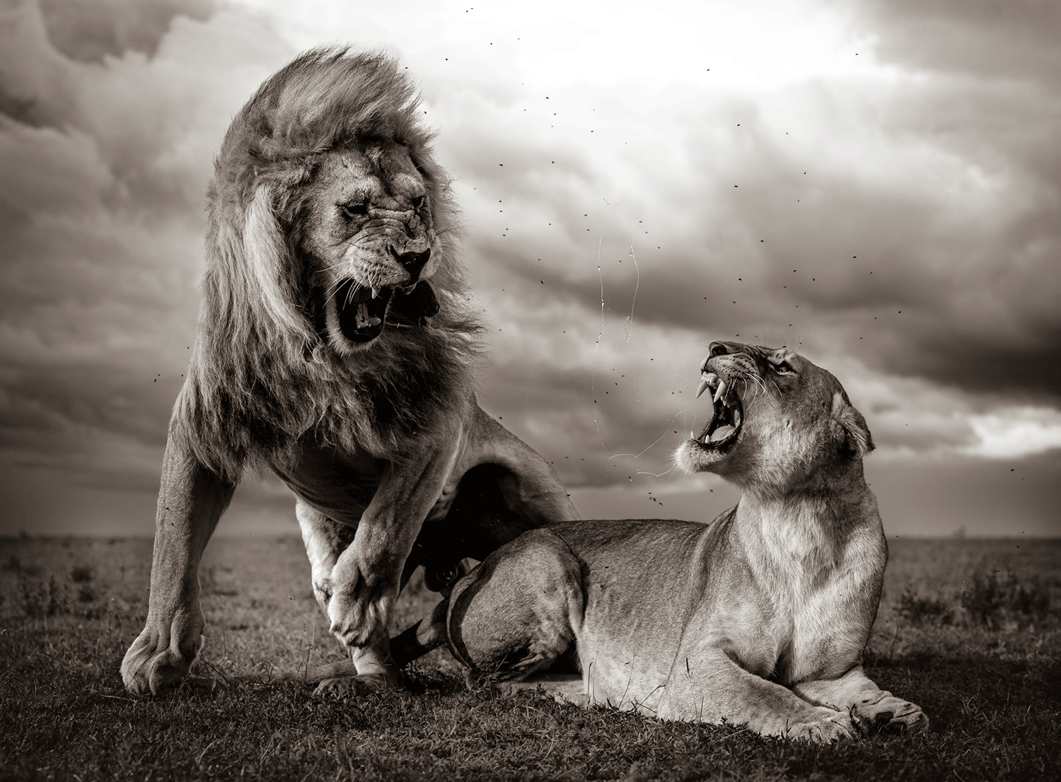 Wildlife photograph of lion and lioness by William Fortescue