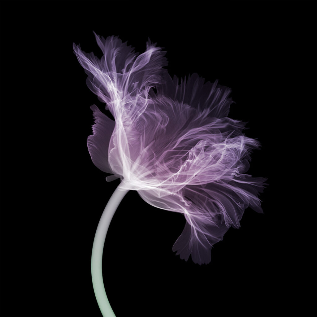 Parrot Tulip (Side)