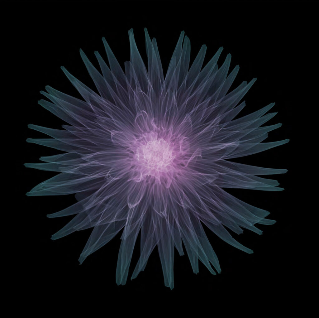 Cactus Dahlia