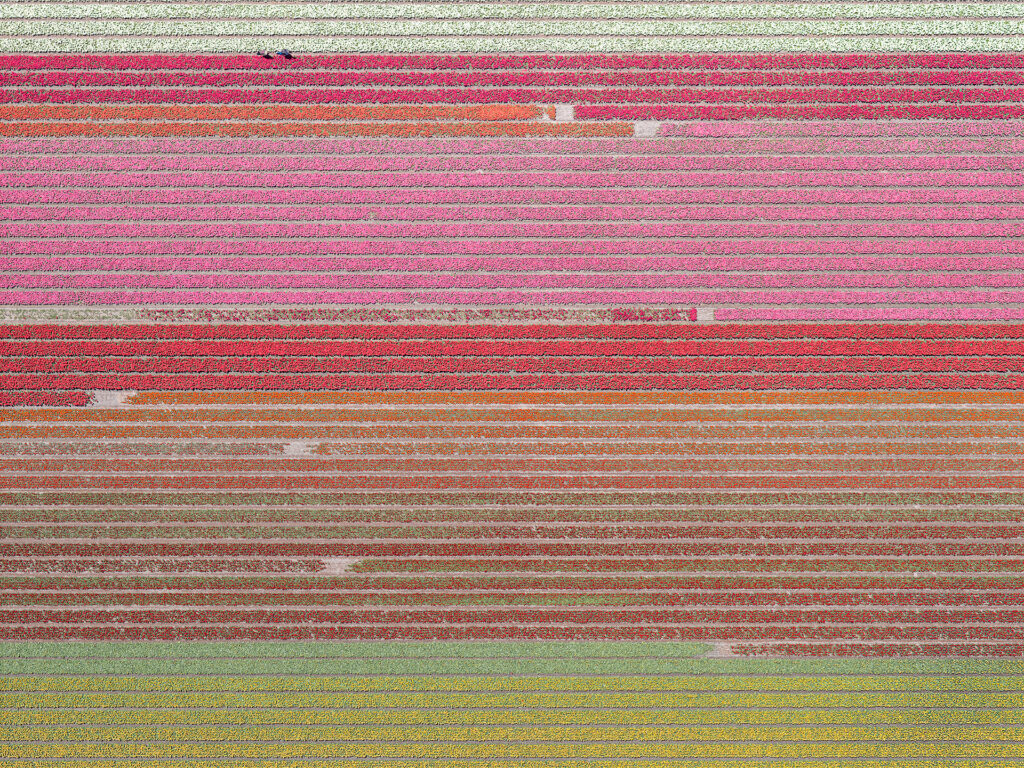 Tulip Fields 035