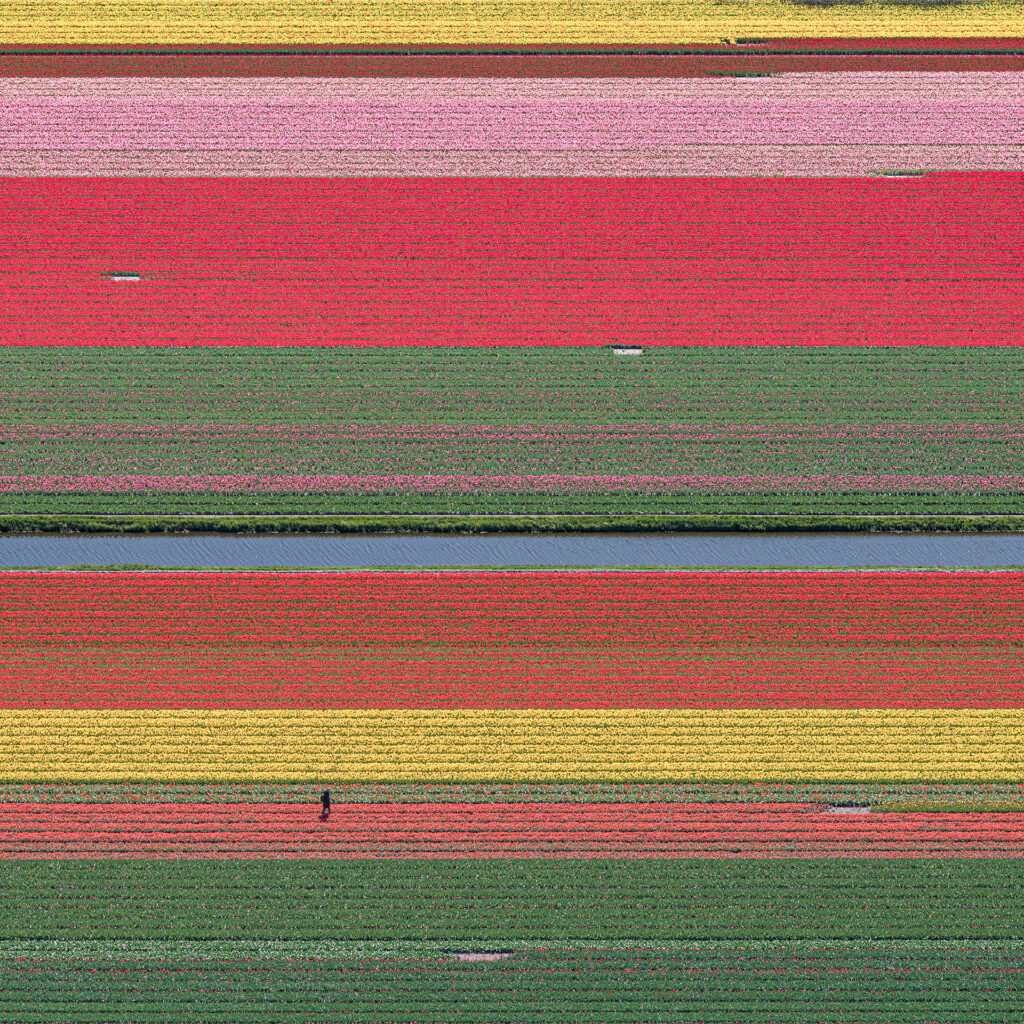 Tulip Fields 036