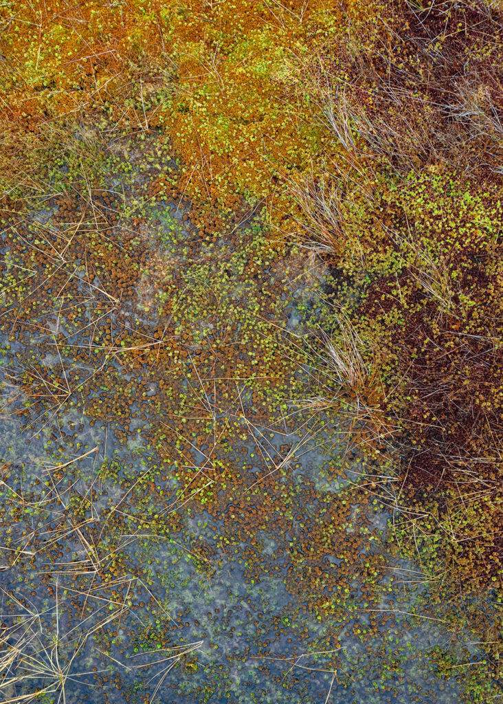 The Bog Plants 002