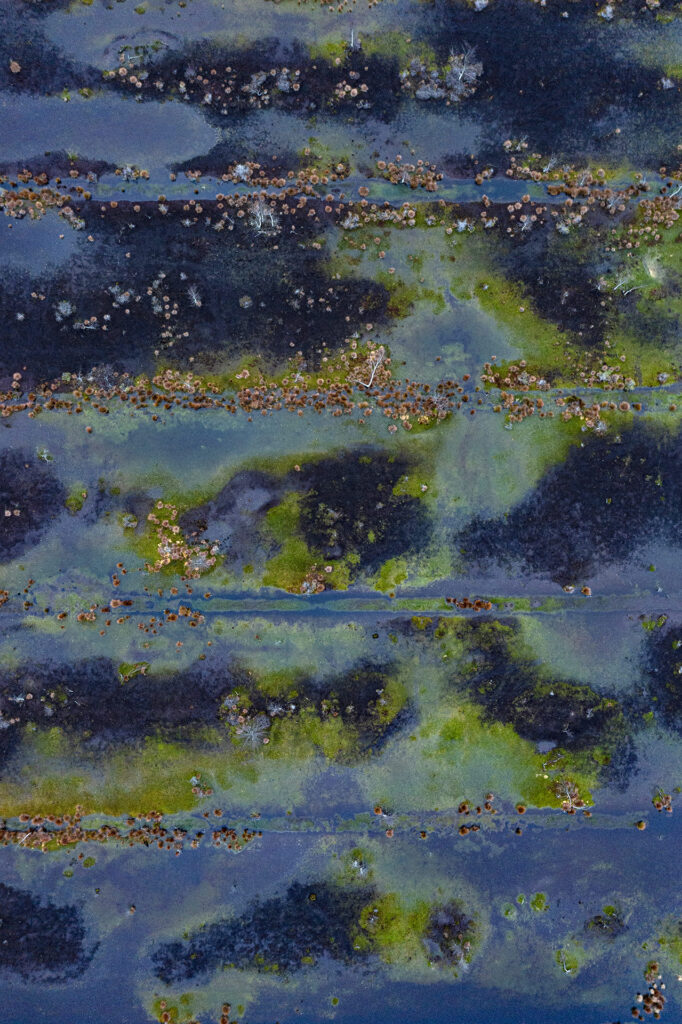 The Bog Renatured 010