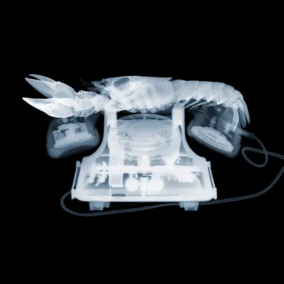 Xray Lobster Phone