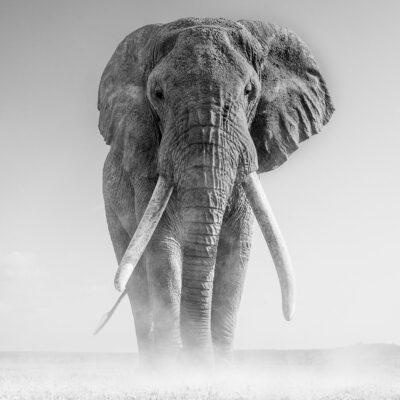 Elephant Giant