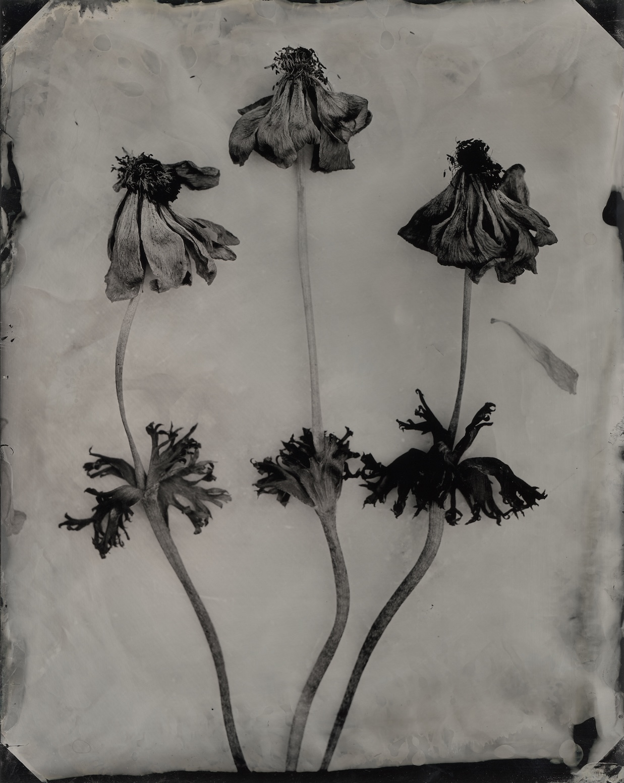 anemones