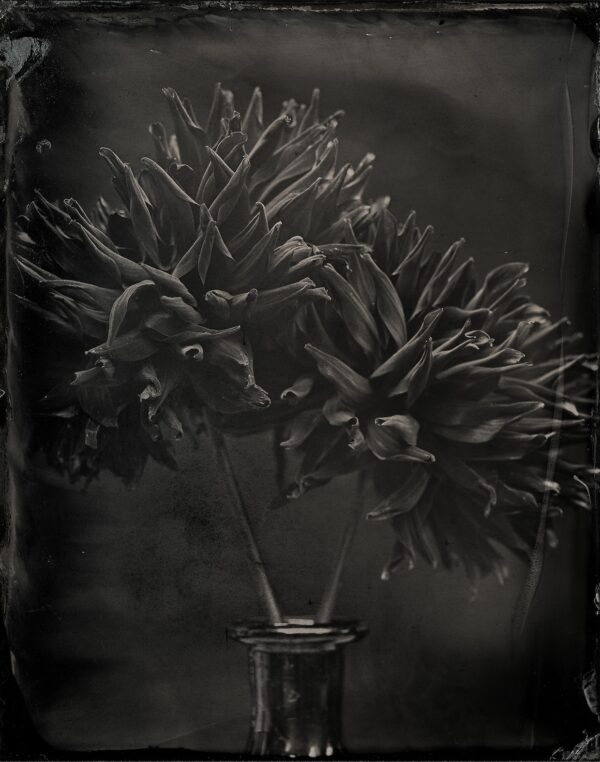 Blackdahlia