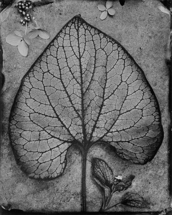 Brunnera