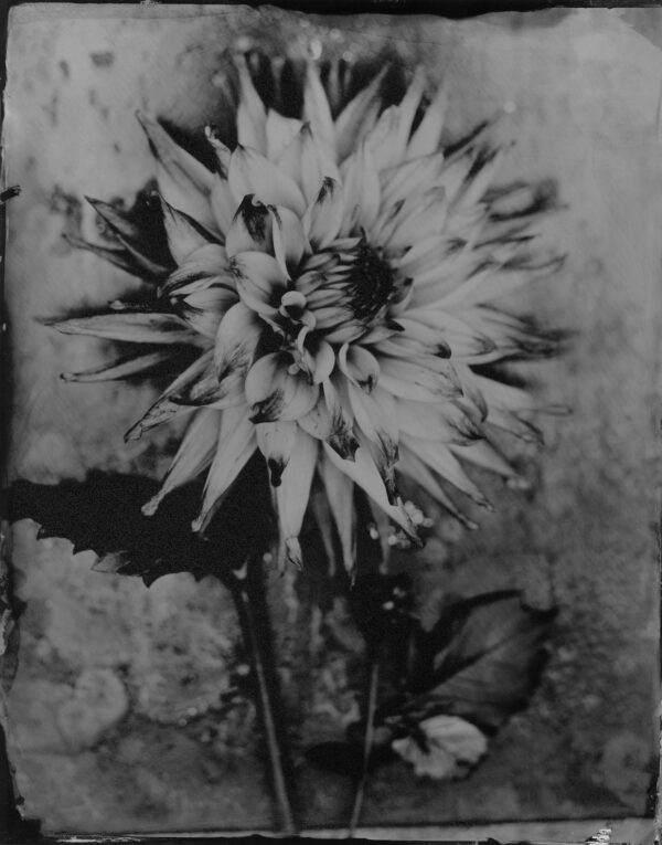 Dahlia