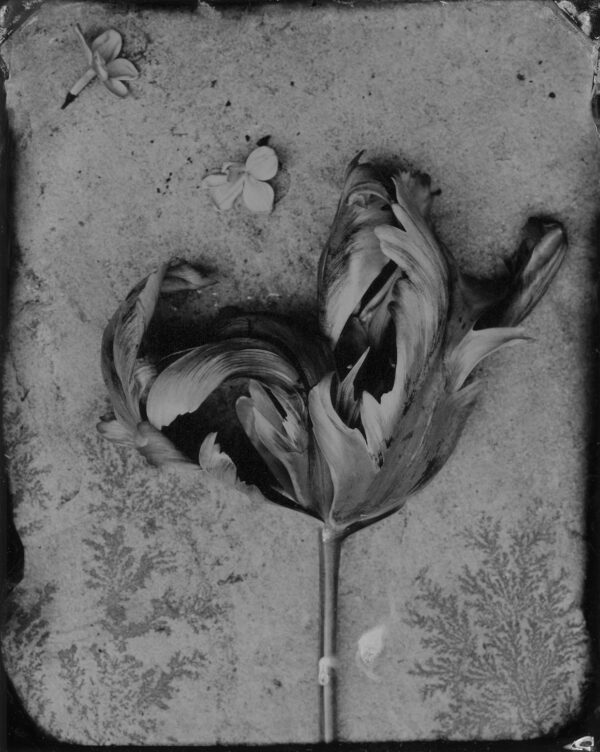 Tulip