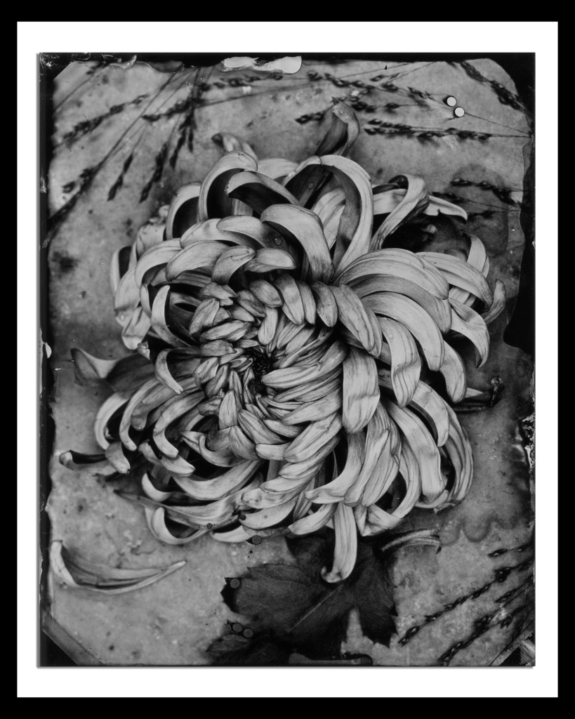 Chrysanthemum