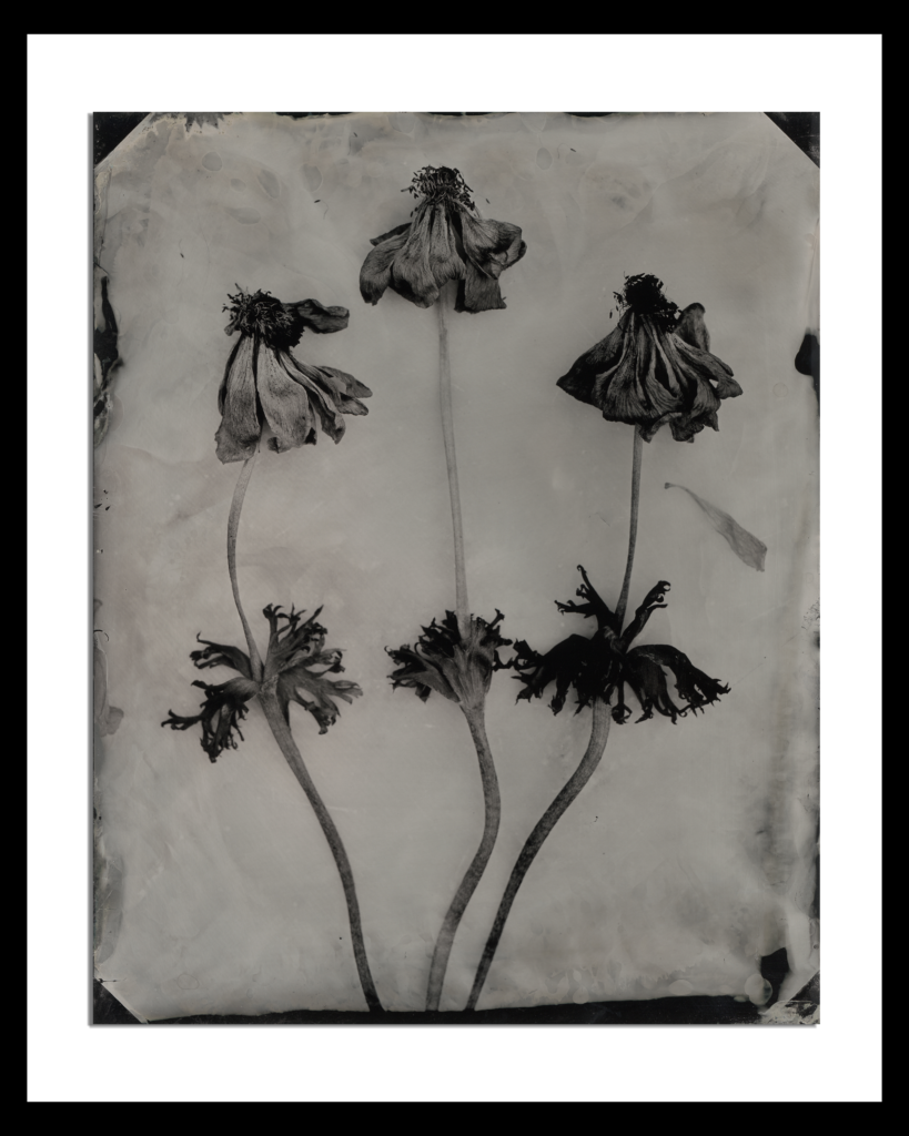 Anemonies