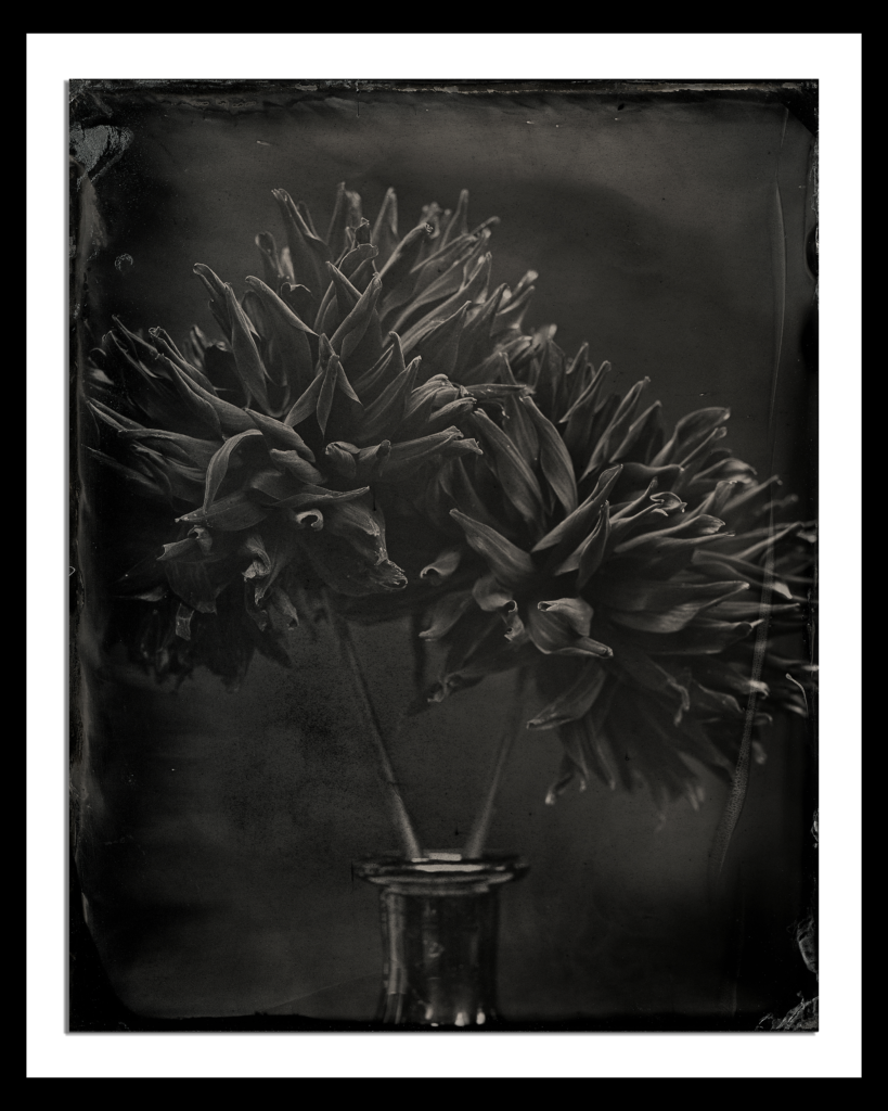 Blackdahlia