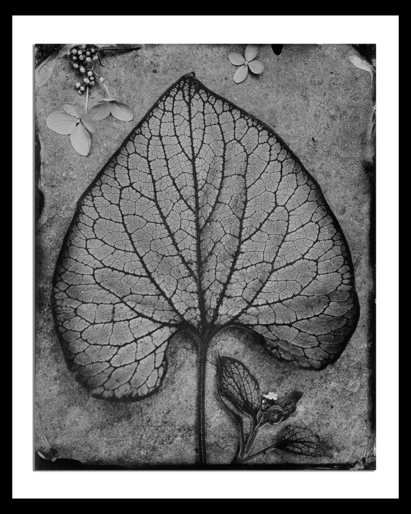 Brunnera