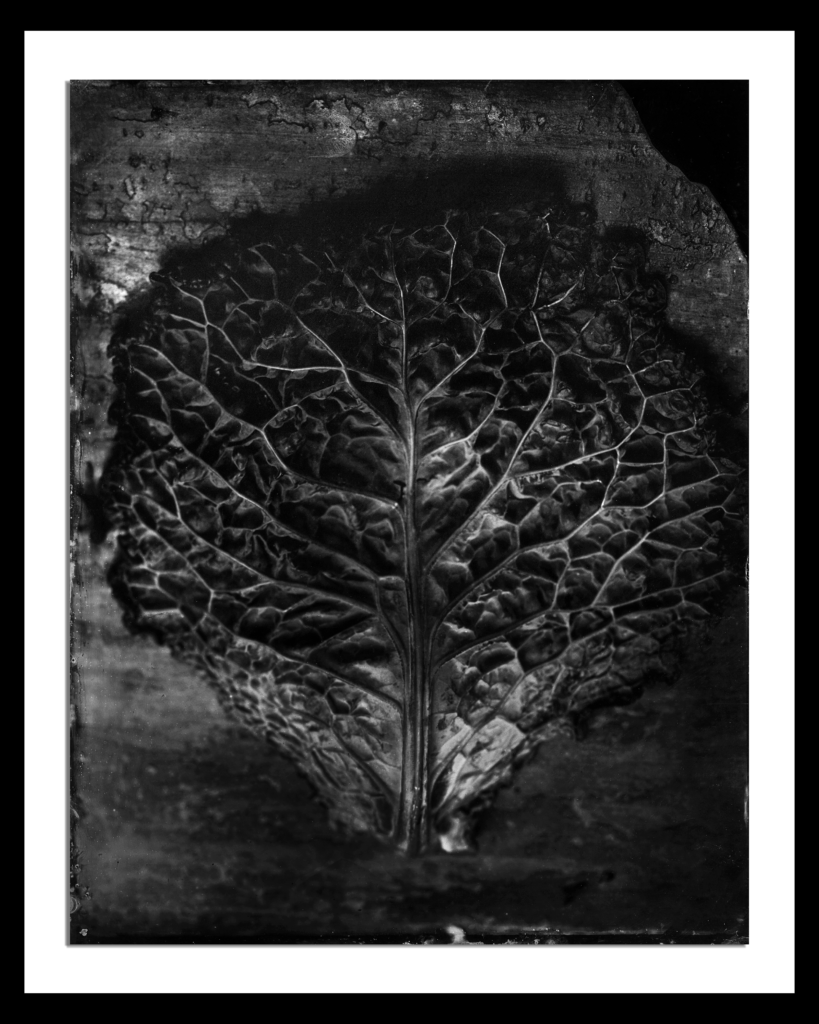 Cabbage