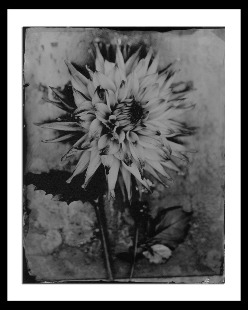 Dahlia