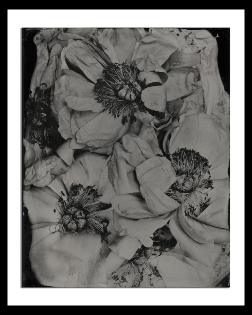 Peonies