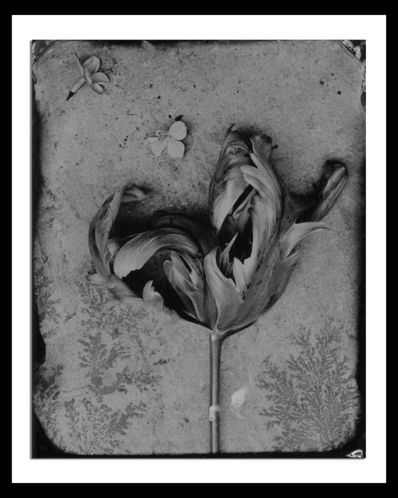 Tulip