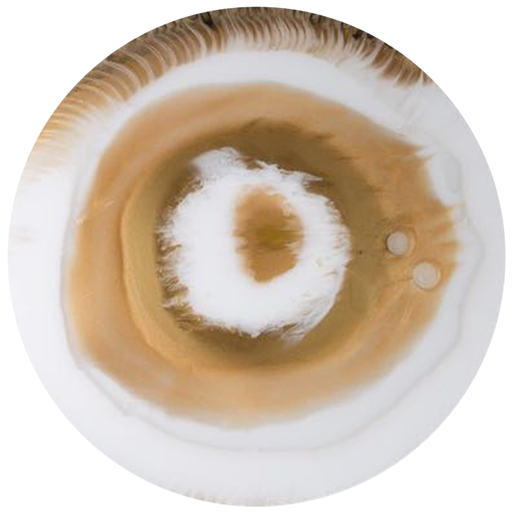 Eye of Integrity III